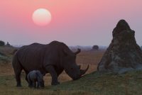 Newborn rhino calf with its mother at sunset